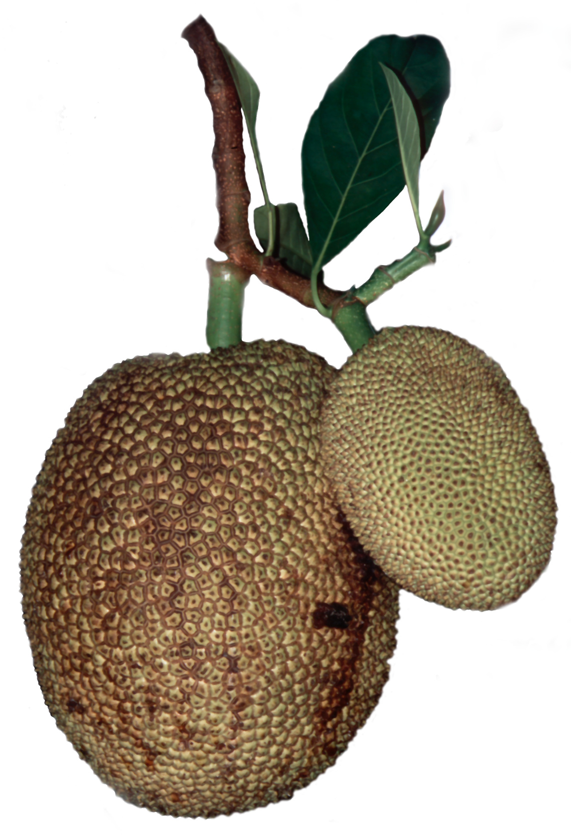 Jackfruit Lebensmittelaroma Konzentrat